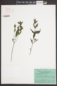 Melampyrum lineare image