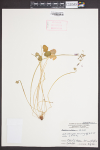 Oxalis rubra image