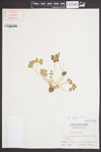 Oxalis rubra image