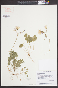 Oxalis rubra image