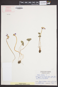 Oxalis violacea image