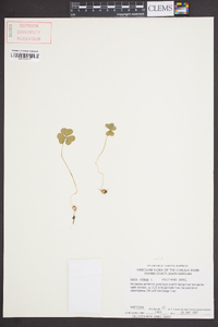 Oxalis violacea image