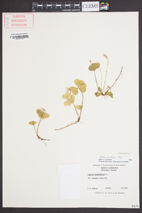 Oxalis montana image