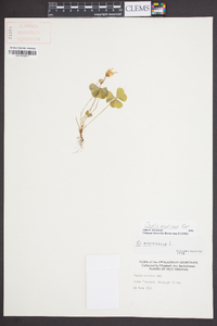 Oxalis montana image