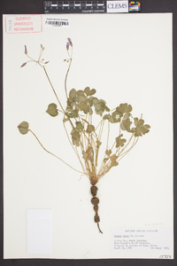 Oxalis rubra image