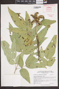 Image of Paeonia ostii