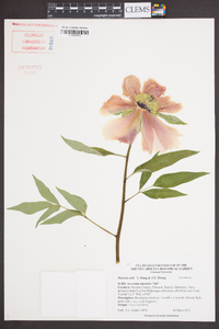 Paeonia ostii image