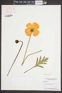 Papaver nudicaule image