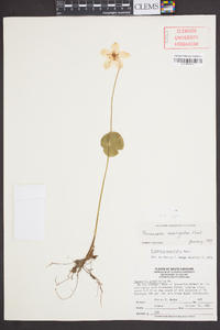 Parnassia asarifolia image