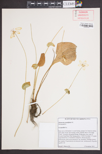 Parnassia grandifolia image