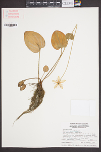 Parnassia grandifolia image