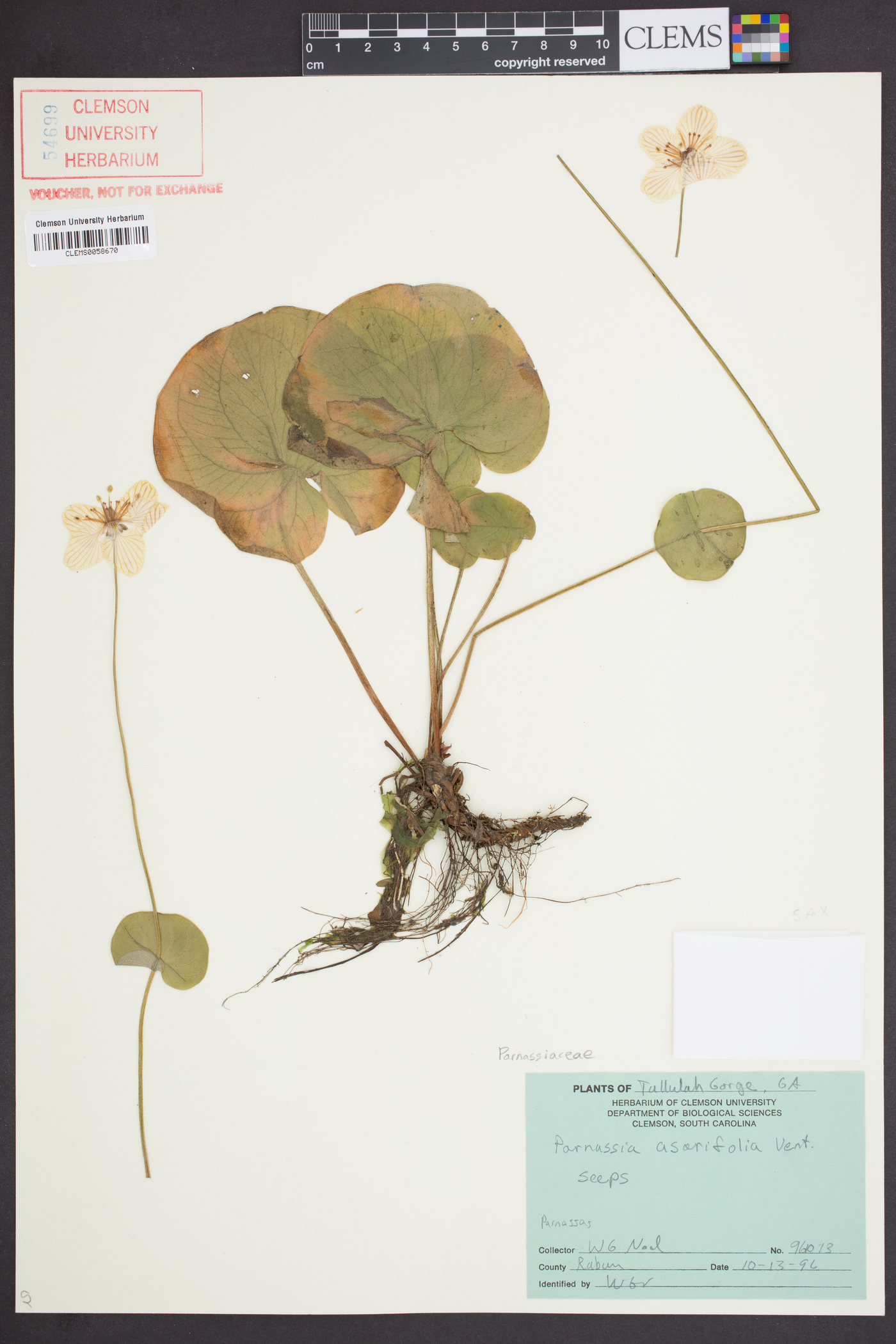 Parnassia asarifolia image