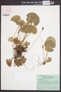 Parnassia asarifolia image