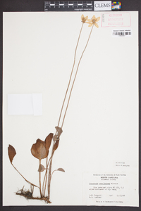 Parnassia caroliniana image