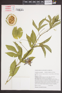 Passiflora incarnata image