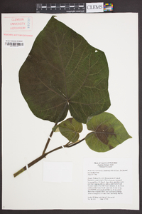 Paulownia tomentosa image