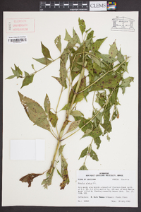 Mimulus alatus image