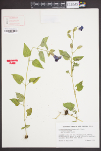 Torenia fournieri image