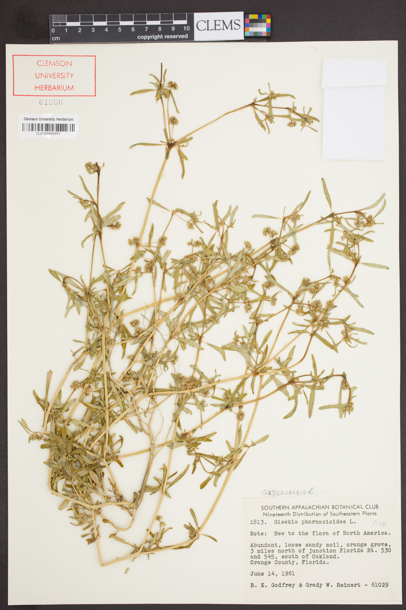 Gisekia pharnaceoides image