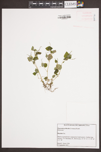 Peperomia pellucida image