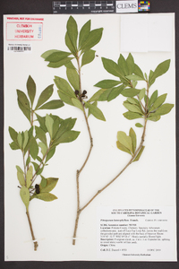 Pittosporum heterophyllum image