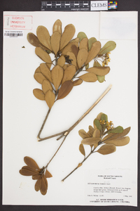 Pittosporum tobira image