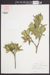 Pittosporum tobira image