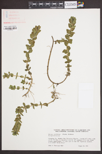 Bacopa caroliniana image