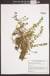 Bacopa monnieri image