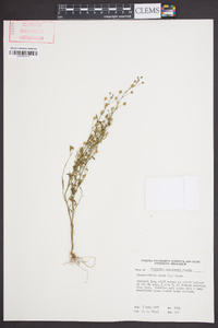 Chaenorhinum minus image