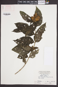 Image Associated With the Occurence