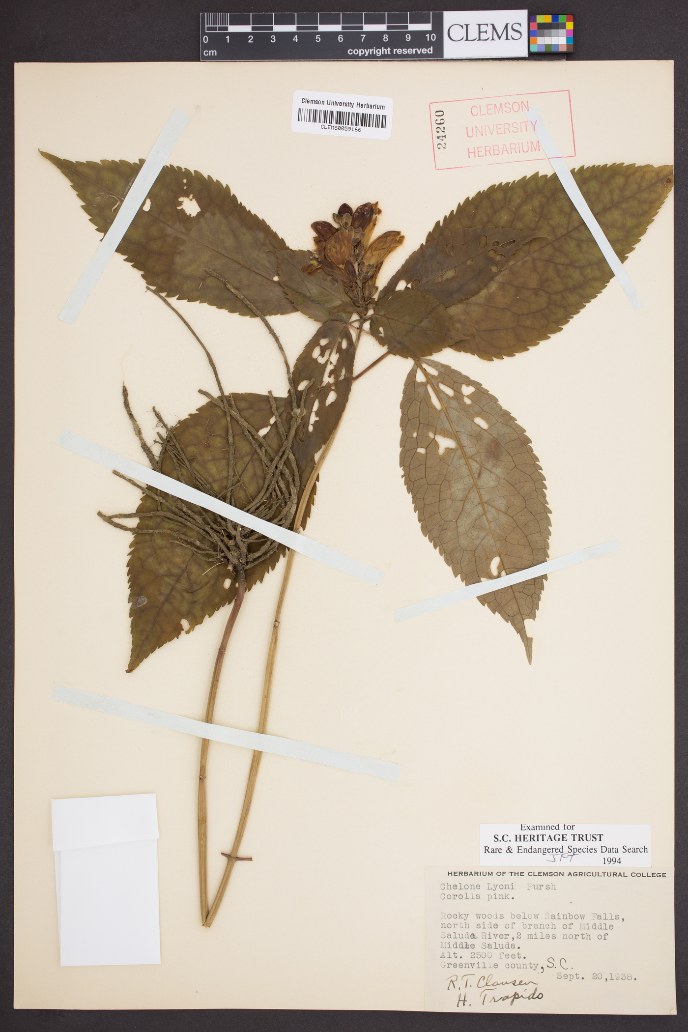 Chelone lyonii image