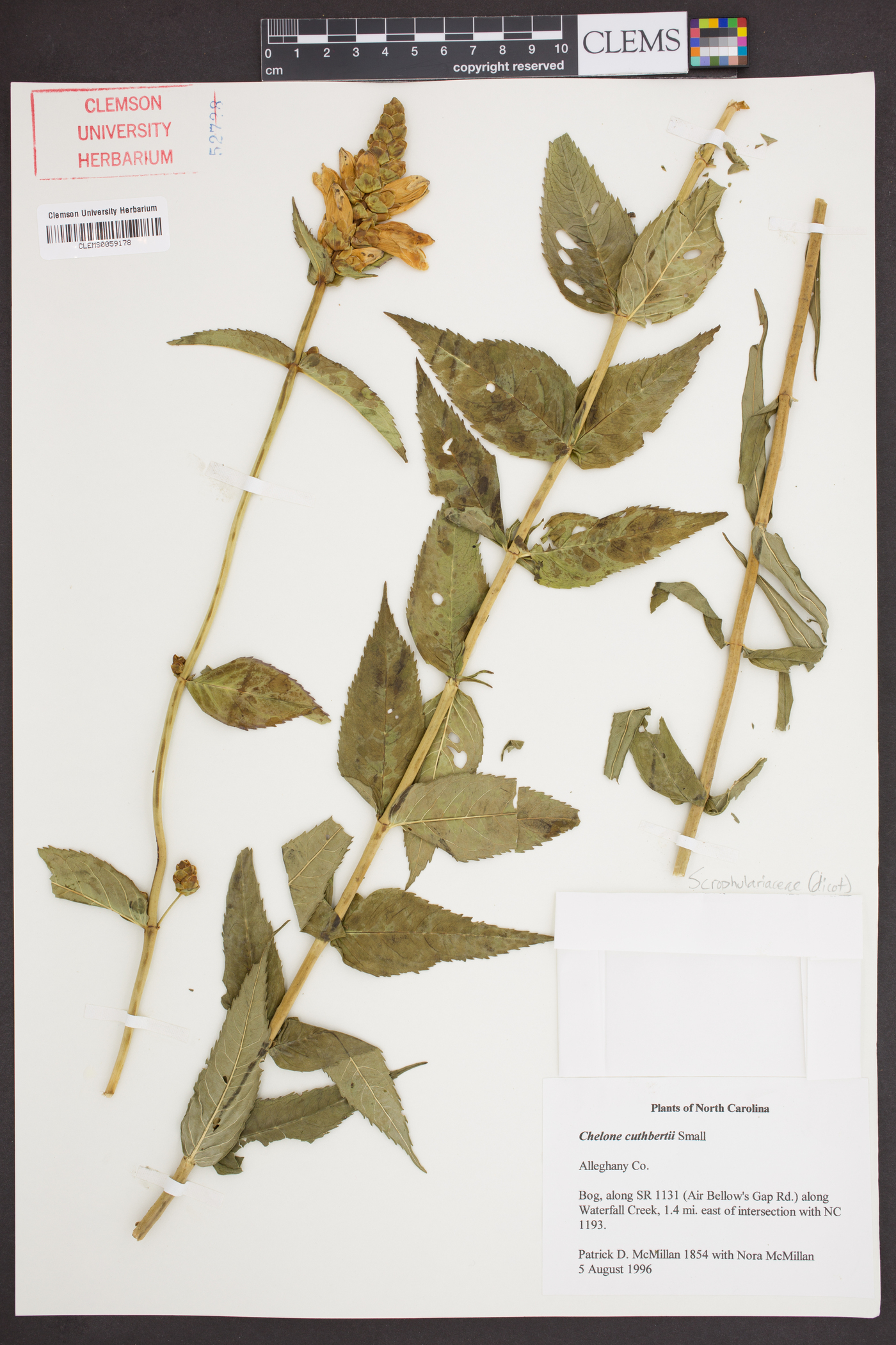 Chelone cuthbertii image
