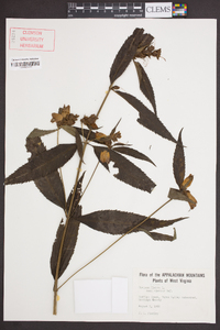 Chelone glabra var. elatior image