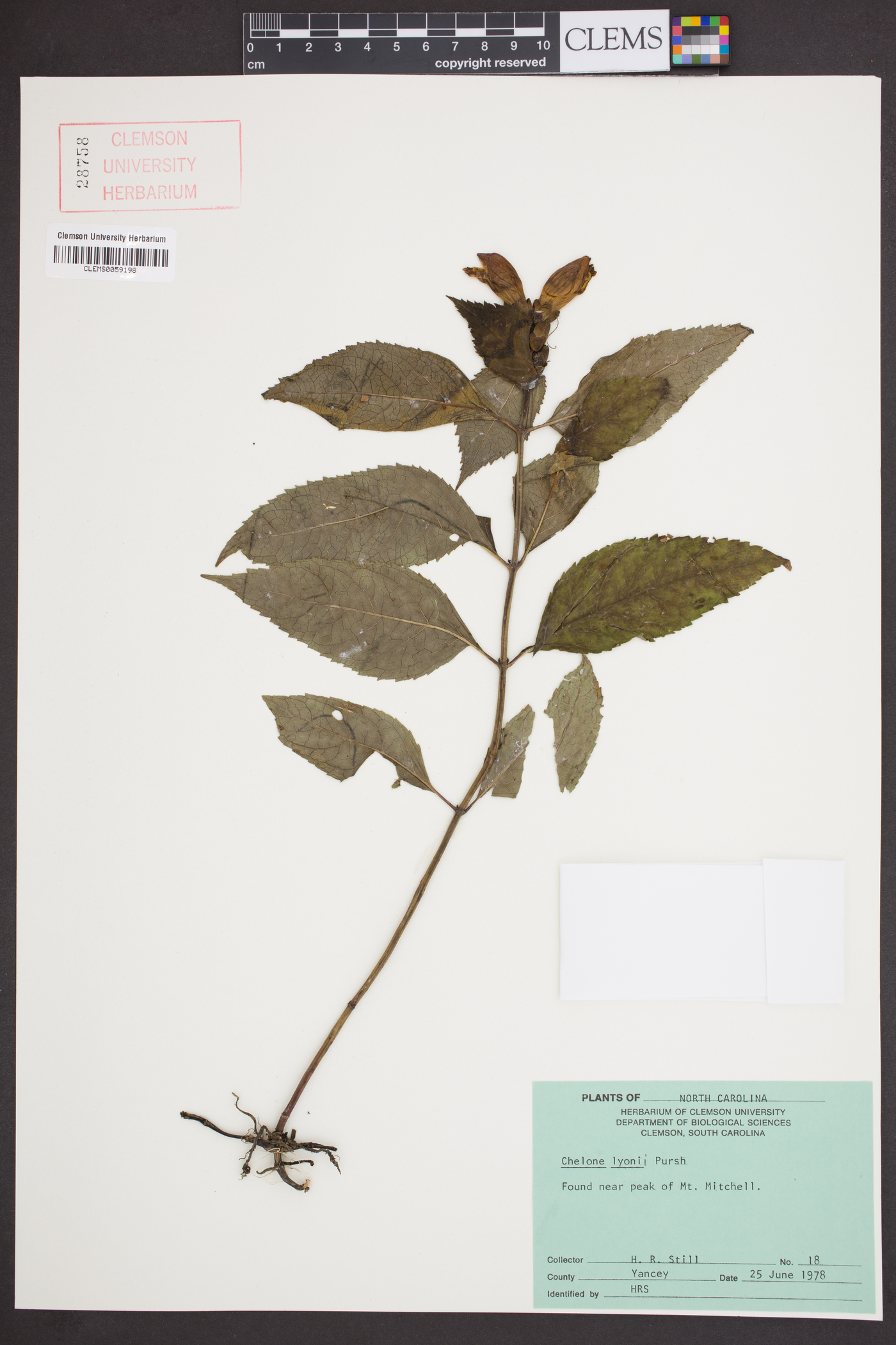 Chelone lyonii image