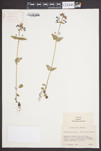 Collinsia verna image