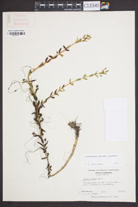 Gratiola aurea image