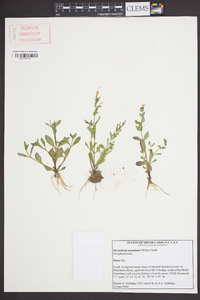 Mecardonia acuminata image