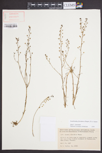 Nuttallanthus floridanus image