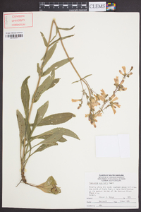 Penstemon australis image