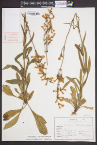 Penstemon australis image