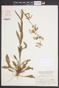 Penstemon australis image