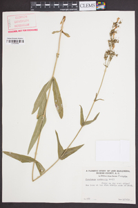 Penstemon australis image