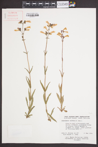 Penstemon australis image