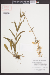 Penstemon australis image