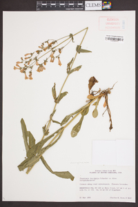 Penstemon laevigatus image