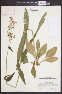 Penstemon laevigatus image