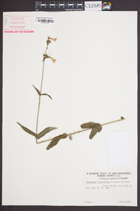 Penstemon laevigatus image