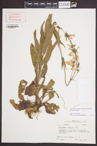 Penstemon australis subsp. laxiflorus image