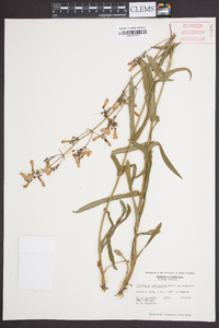 Penstemon laevigatus image